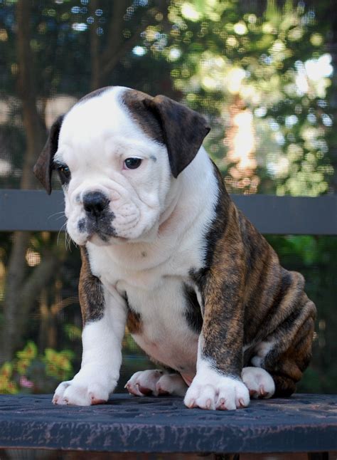 hermes bulldog for sale|best olde english bulldogge breeder.